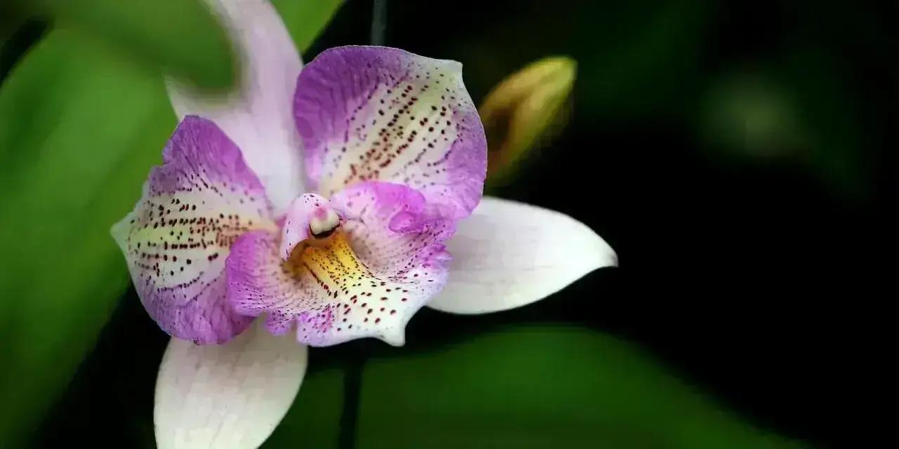 Whangarei Orchid Society Monthly Meet & Greet