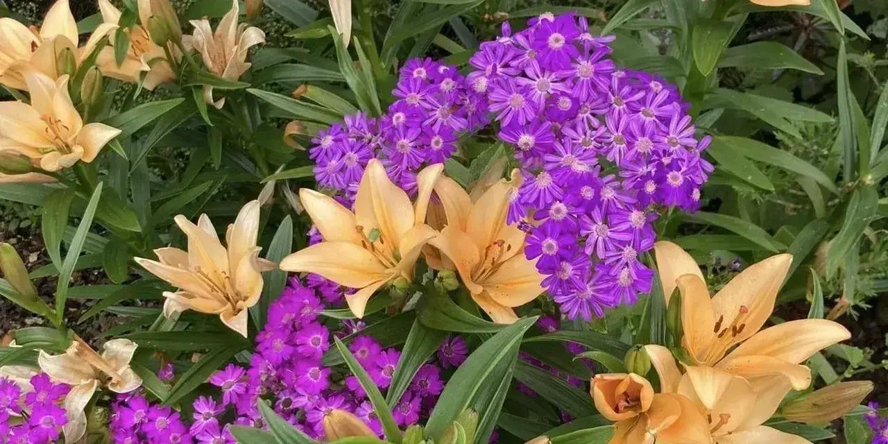Mangakahia Garden Club Meet - Poroti NZ