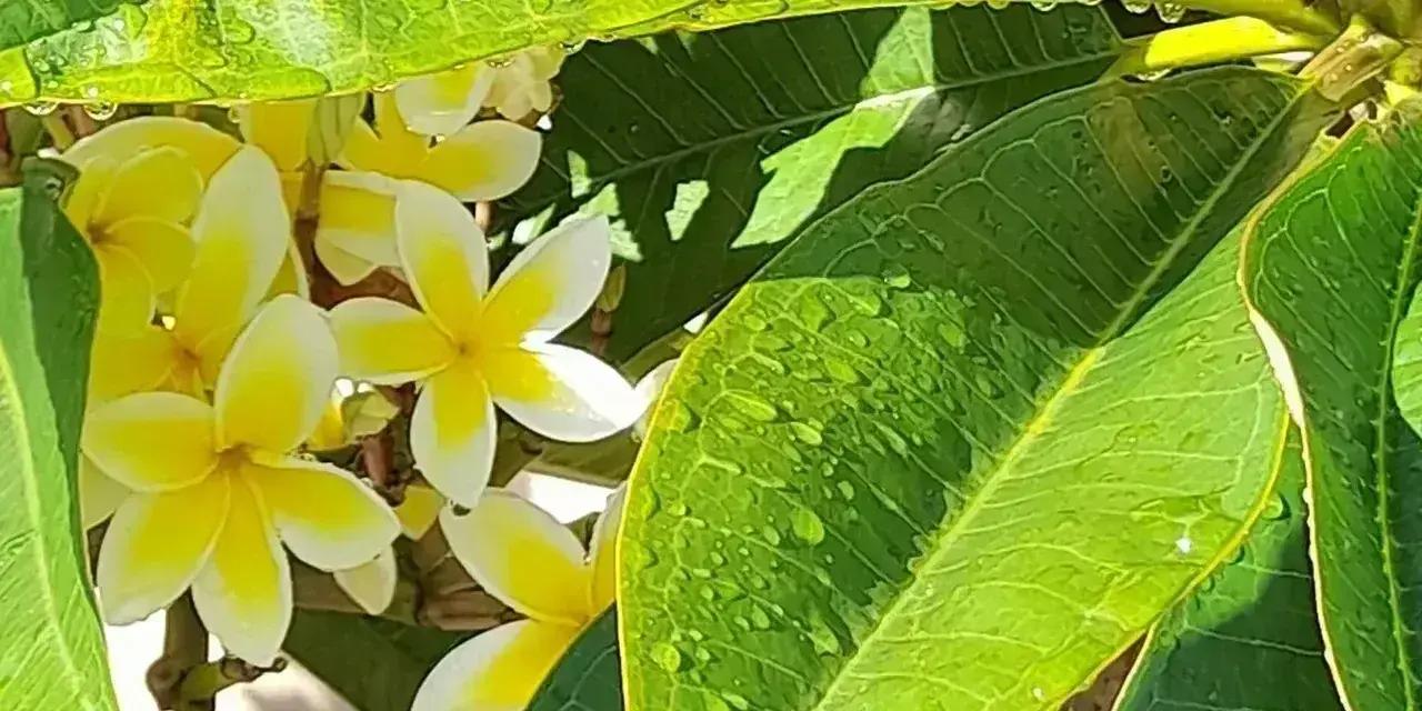 Waipu Garden Circle Meet & Share | Local Event