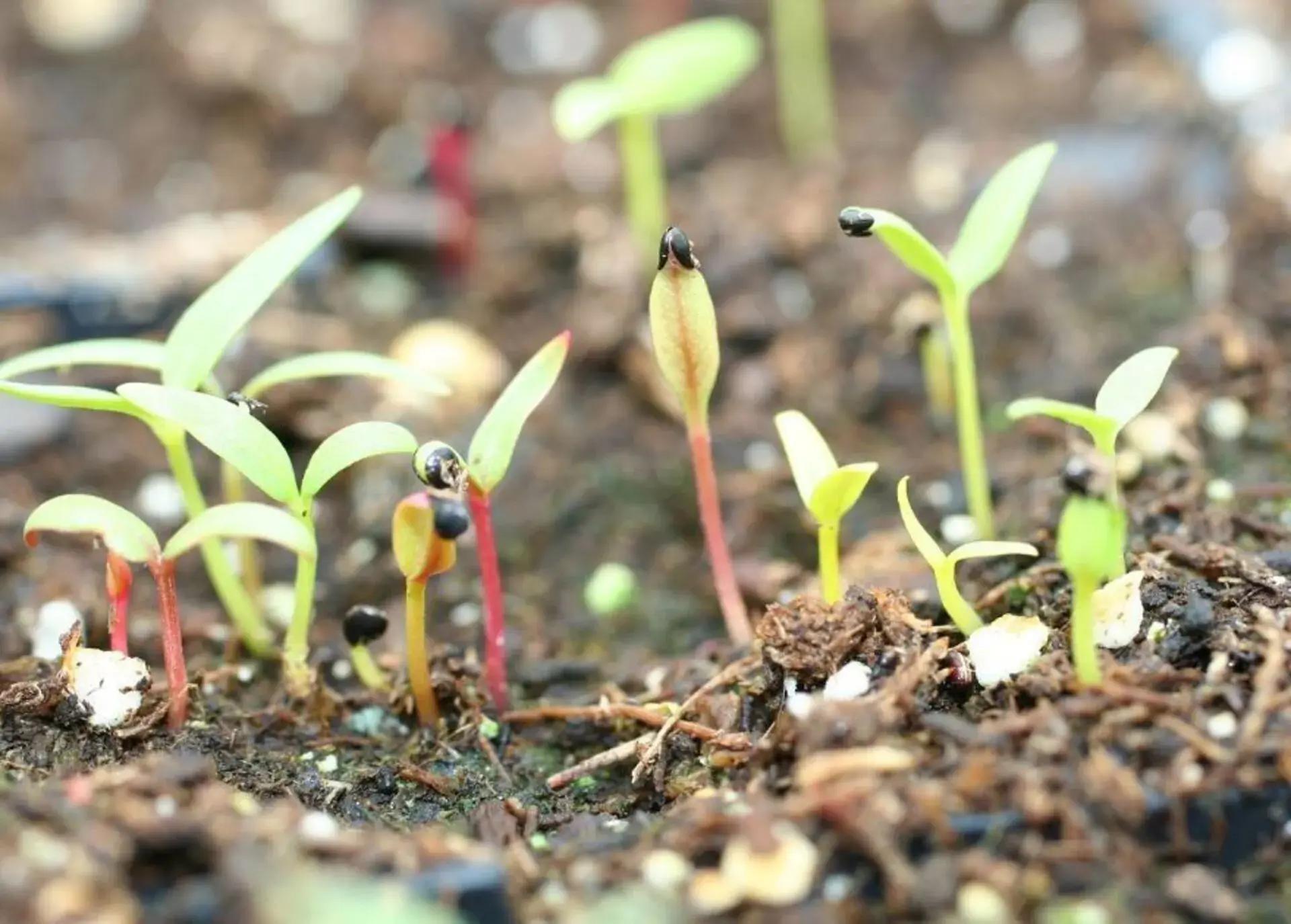 Gardening Galore - multiple classes