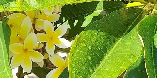 Waipu Garden Circle Meet and Share