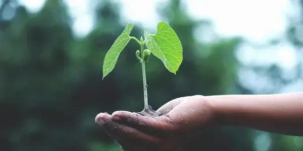 Discover the delicate art of bonsai at the Bonsai Club Day in New Plymouth Central, held at the Disabled Citizens Hall