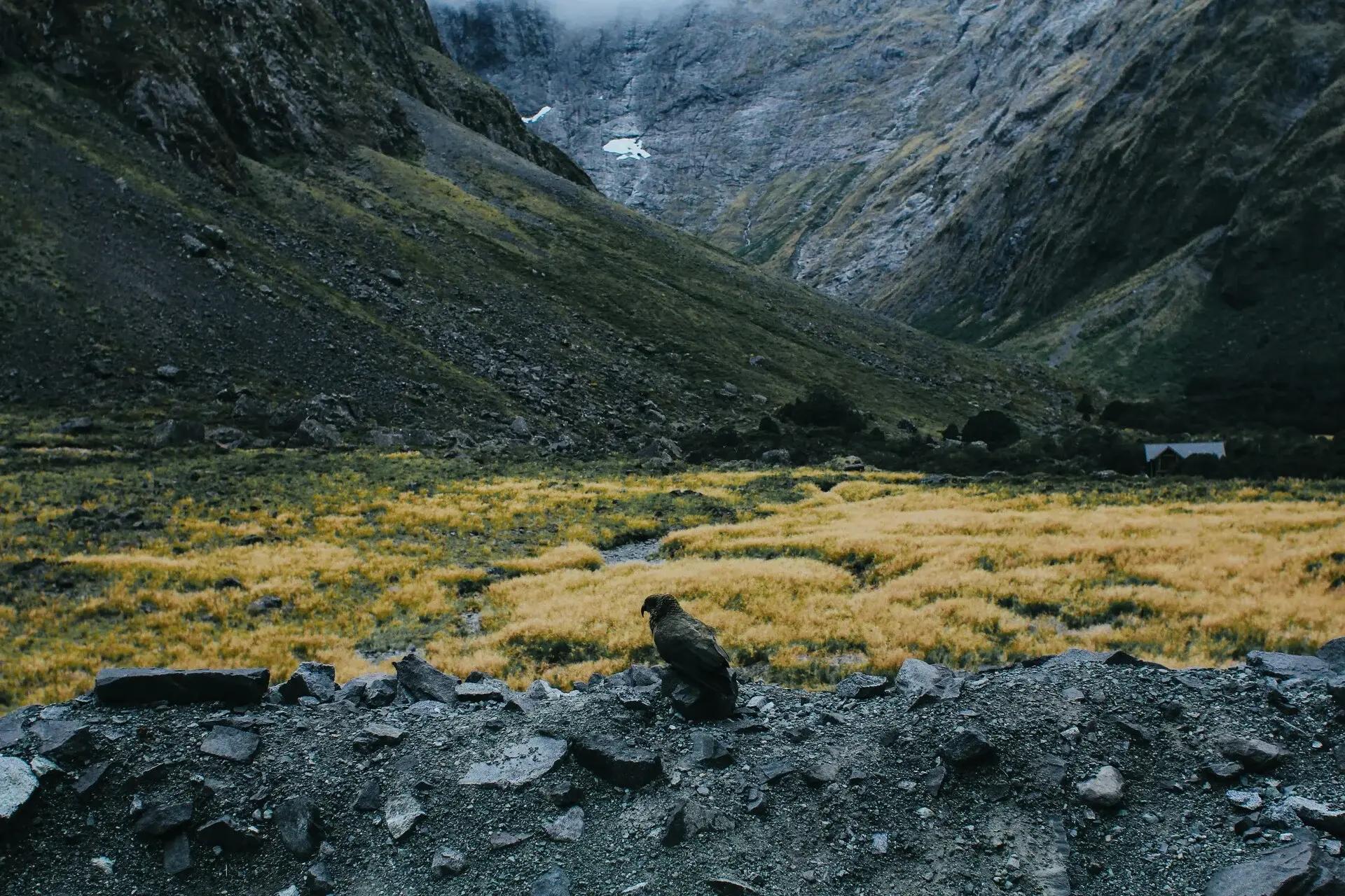 Wildlife club activity 5