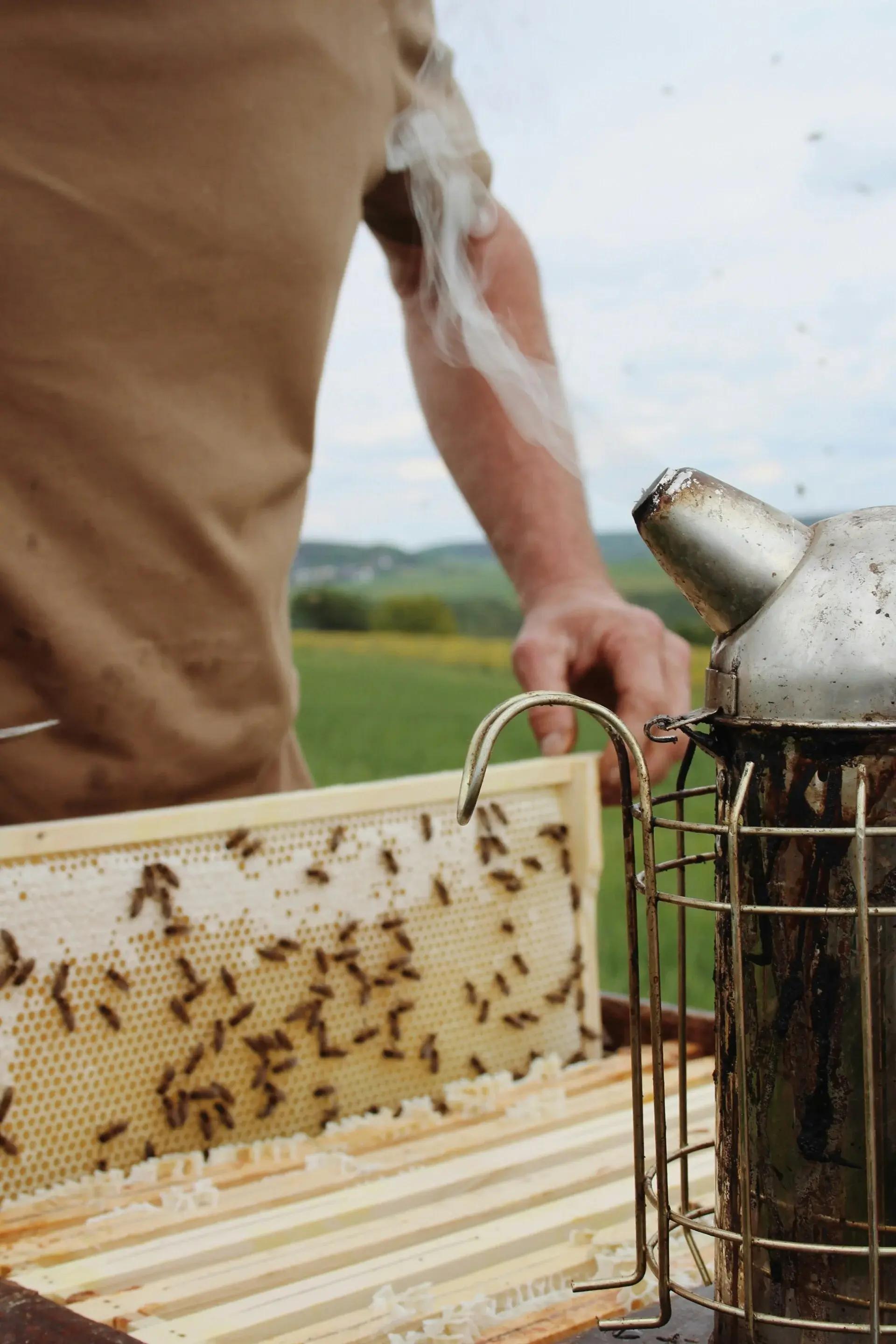 Beekeepers club activity 4