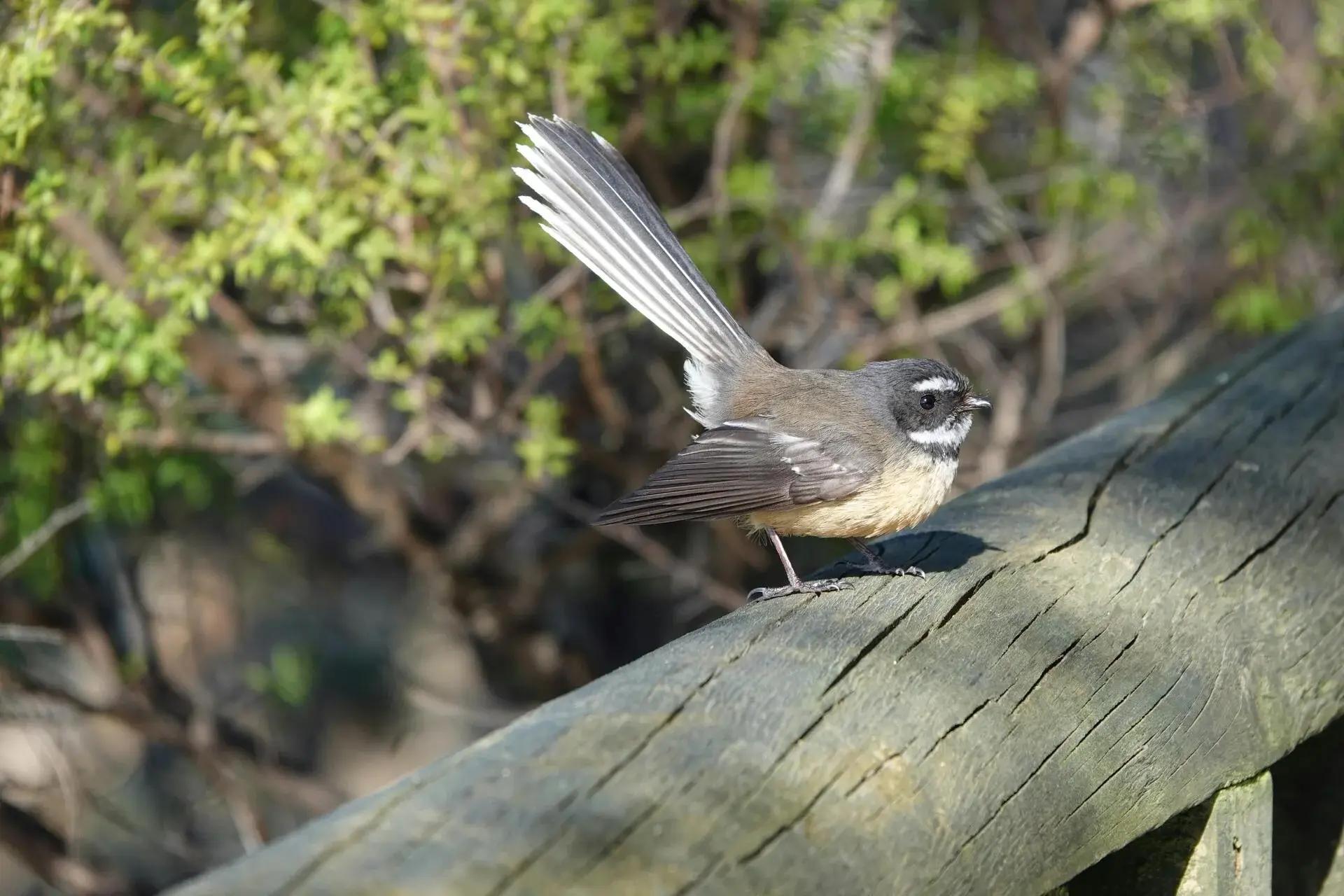 Bird Watching club activity 5