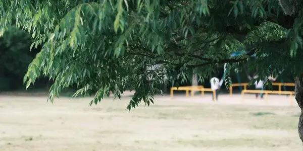 Try Golf Croquet at Putaruru Croquet Club Weekly