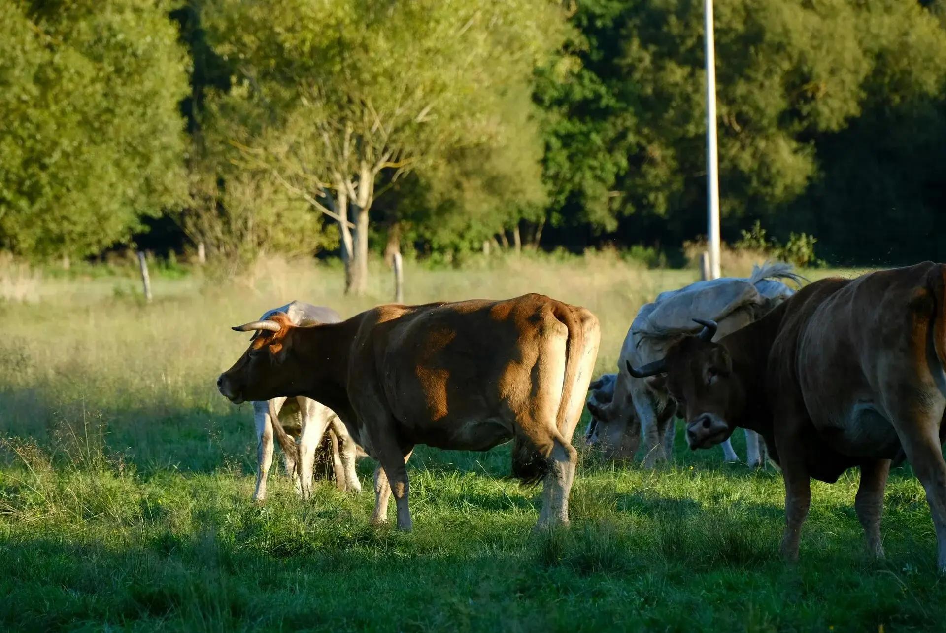 Young Farmers club activity 3