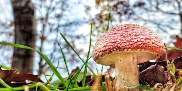 The Sculpture Park at Waitakaruru Arboretum
