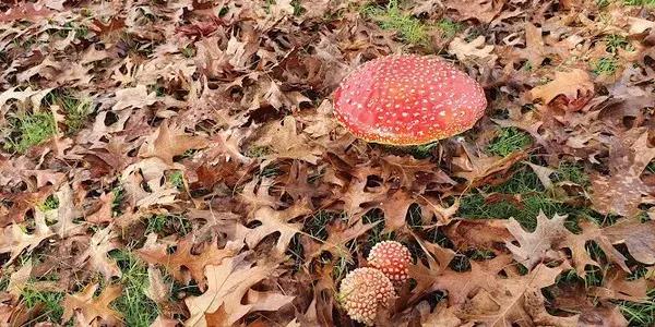 The Hamilton Squash and Tennis Club