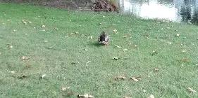 Hawkes Bay Lawn Tennis & Squash Club Inc