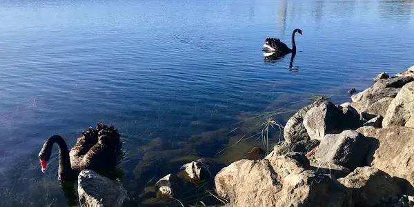 North Shore Rowing Club