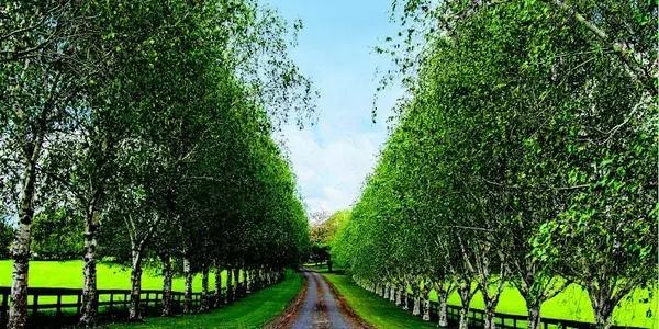 Matamata Longlands - Freedom Lifestyle Village