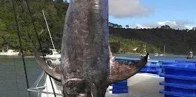 Mercury Bay Game Fishing Club