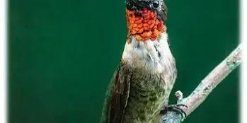 The Hummingbird House